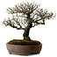 Pyracantha, 41 cm, ± 20 anni