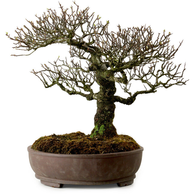 Pyracantha, 41 cm, ± 20 años de edad