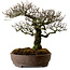 Pyracantha, 41 cm, ± 20 ans