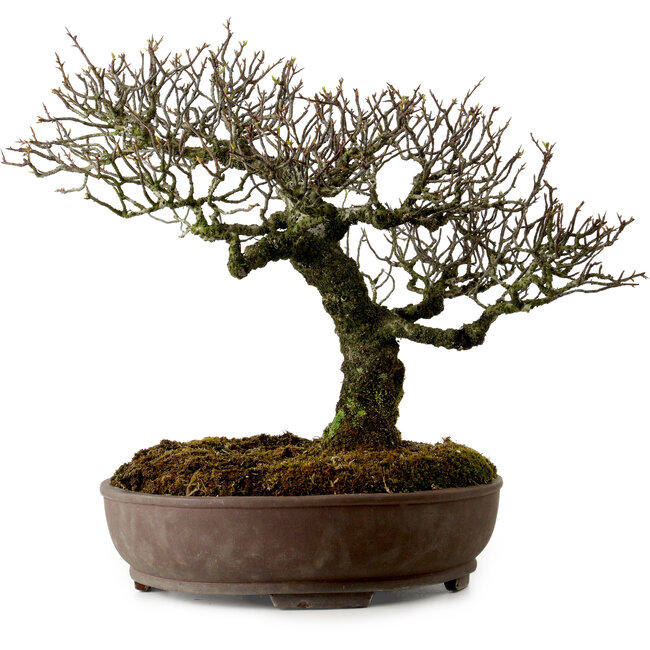 Pyracantha, 41 cm, ± 20 años de edad