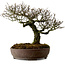 Pyracantha, 41 cm, ± 20 anni