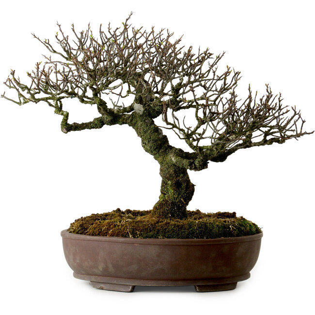 Pyracantha, 41 cm, ± 20 years old