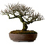 Pyracantha, 41 cm, ± 20 jaar oud