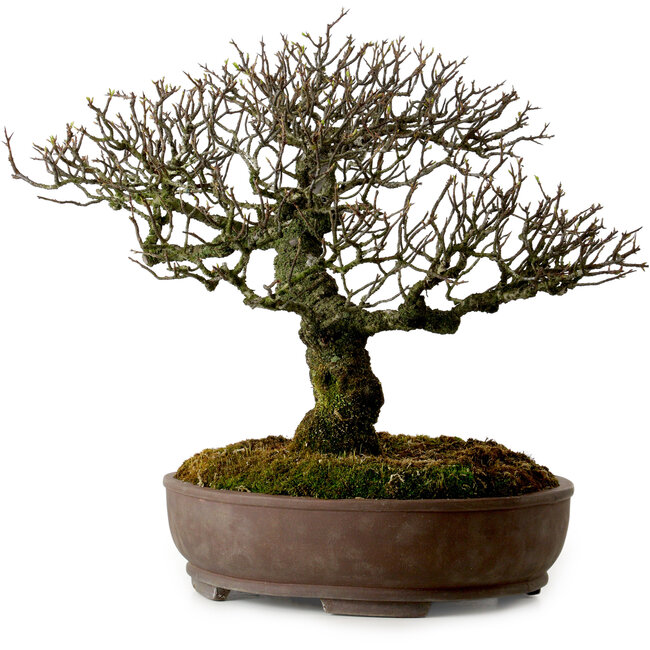 Feuerdorn, 41 cm, ca. 20 Jahre alt