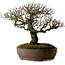 Pyracantha, 41 cm, ± 20 anni