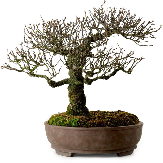 Pyracantha, 41 cm, ± 20 años de edad