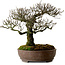 Pyracantha, 41 cm, ± 20 years old
