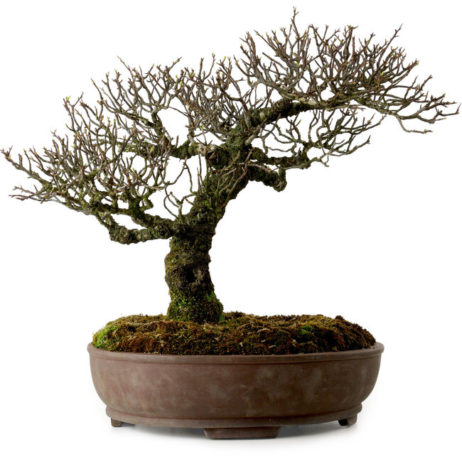 Pyracantha, 41 cm, ± 20 years old