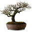 Pyracantha, 41 cm, ± 20 ans