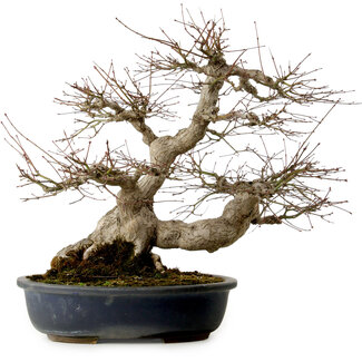 Acer palmatum, 50 cm, ± 30 years old