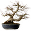 Acer palmatum, 50 cm, ± 30 años, con un nebari de 20 cm
