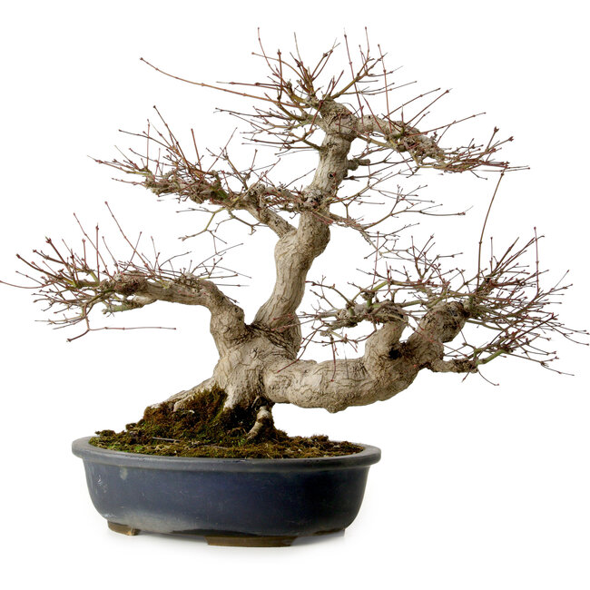 Acer palmatum, 50 cm, ca. 30 Jahre alt, mit einem Wurzelhals von 20 cm