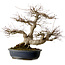 Acer palmatum, 50 cm, ± 30 años, con un nebari de 20 cm