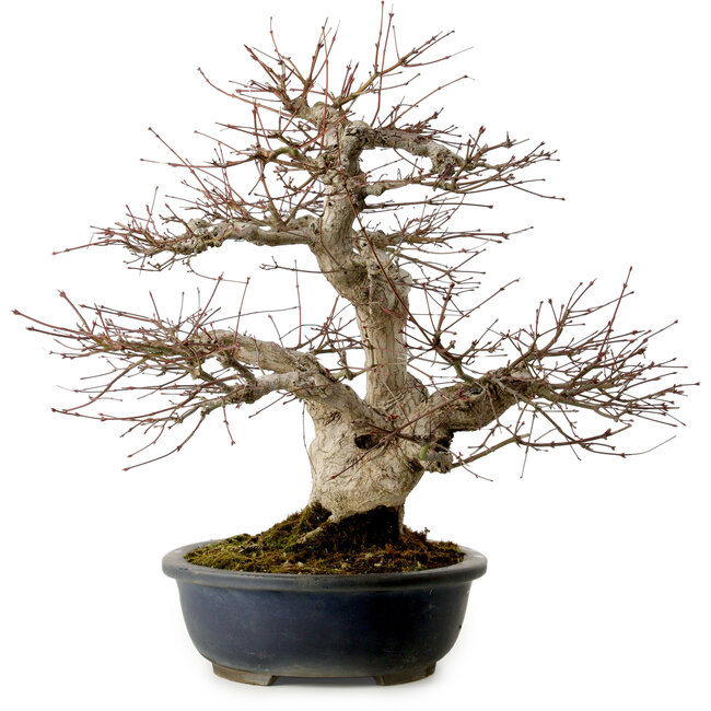 Acer palmatum, 50 cm, ± 30 años, con un nebari de 20 cm