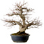 Acer palmatum, 50 cm, ± 30 years old, with a nebari of 20 cm