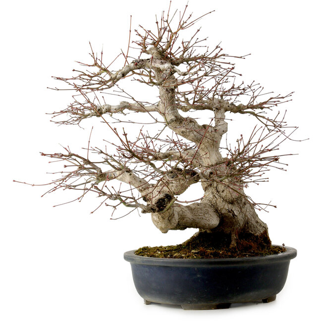 Acer palmatum, 50 cm, ± 30 años, con un nebari de 20 cm