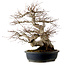 Acer palmatum, 50 cm, ± 30 años, con un nebari de 20 cm