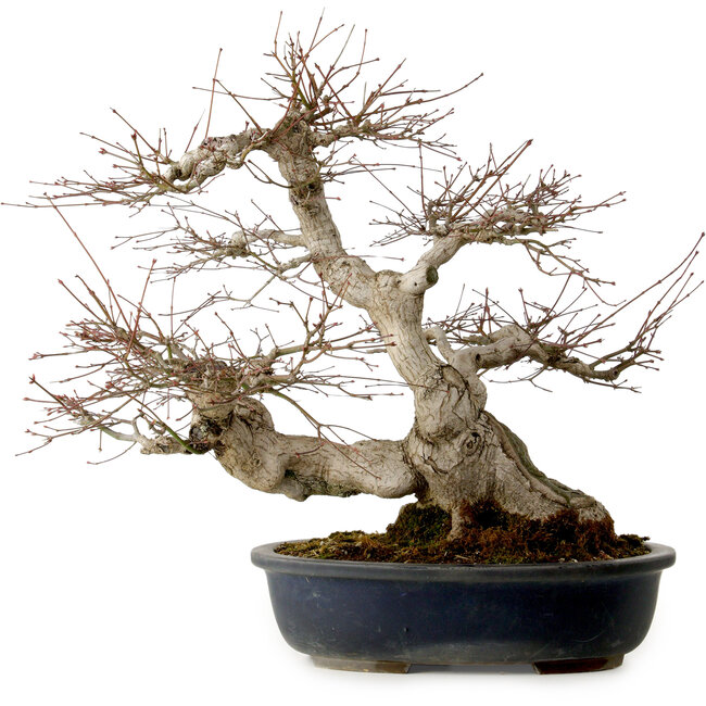 Acer palmatum, 50 cm, ± 30 años, con un nebari de 20 cm