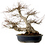 Acer palmatum, 50 cm, ± 30 jaar oud, met een nebari van 20 cm