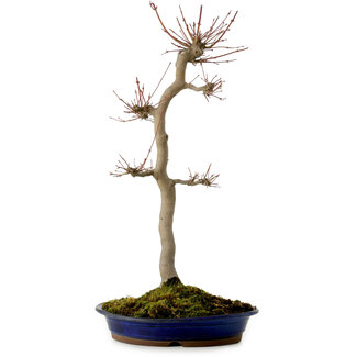 Acer palmatum, 60 cm, ± 25 Jahre alt