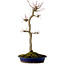 Acer palmatum, 60 cm, ± 25 anni, con nebari di 10 cm