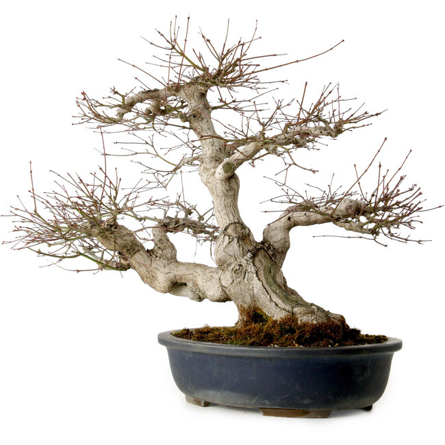 Acer palmatum, 50 cm, ± 30 años, con un nebari de 20 cm