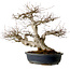 Acer palmatum, 50 cm, ± 30 years old, with a nebari of 20 cm