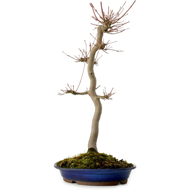 Acer palmatum, 60 cm, ± 25 años, con un nebari de 10 cm