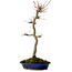 Acer palmatum, 60 cm, ± 25 years old, with a nebari of 10 cm