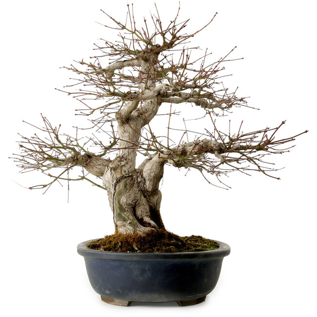Acer palmatum, 50 cm, ± 30 anni, con nebari di 20 cm