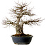 Acer palmatum, 50 cm, ca. 30 Jahre alt, mit einem Wurzelhals von 20 cm