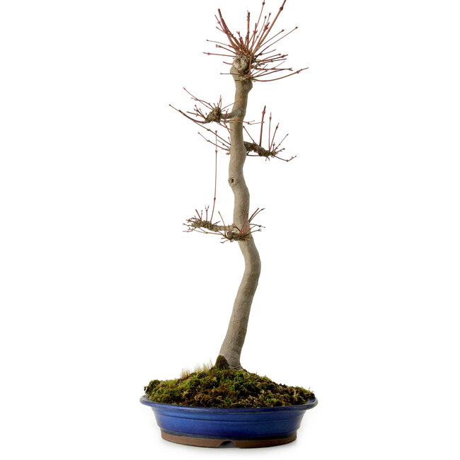 Acer palmatum, 60 cm, ± 25 años, con un nebari de 10 cm