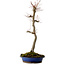 Acer palmatum, 60 cm, ± 25 jaar oud, met een nebari van 10 cm
