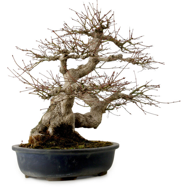 Acer palmatum, 50 cm, ± 30 años, con un nebari de 20 cm