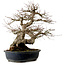 Acer palmatum, 50 cm, ± 30 years old, with a nebari of 20 cm
