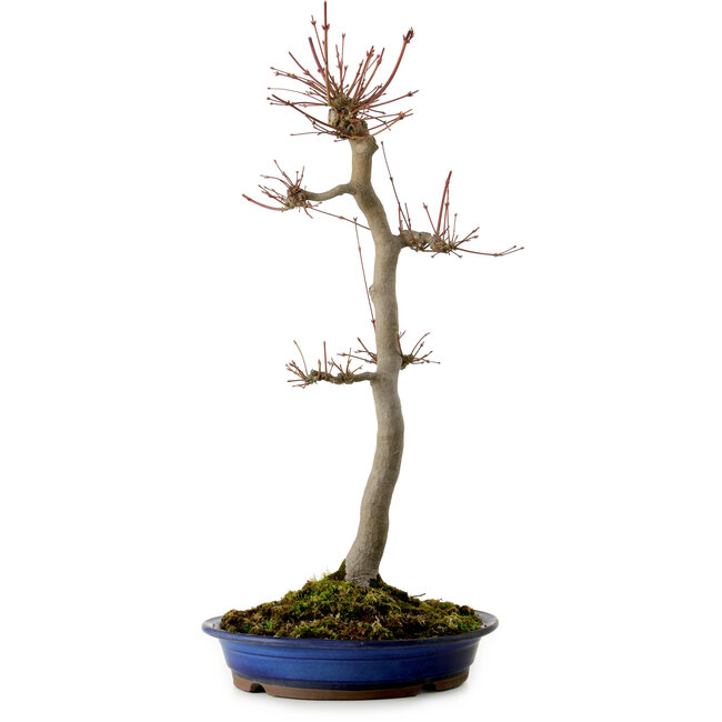 Acer palmatum, 60 cm, ± 25 years old, with a nebari of 10 cm