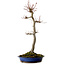 Acer palmatum, 60 cm, ± 25 anni, con nebari di 10 cm