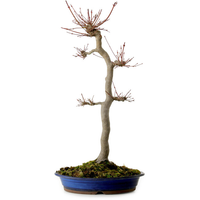Acer palmatum, 60 cm, ± 25 years old, with a nebari of 10 cm