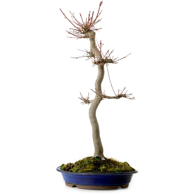 Acer palmatum, 60 cm, ± 25 ans, avec un nebari de 10 cm