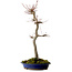 Acer palmatum, 60 cm, ± 25 años, con un nebari de 10 cm