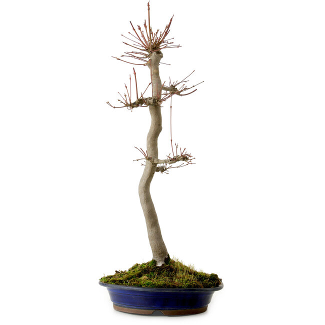 Acer palmatum, 60 cm, ± 25 años, con un nebari de 10 cm