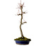 Acer palmatum, 60 cm, ± 25 años, con un nebari de 10 cm
