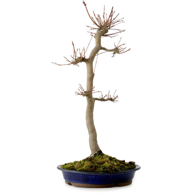 Acer palmatum, 60 cm, ± 25 ans, avec un nebari de 10 cm
