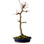 Acer palmatum, 60 cm, ± 25 anni, con nebari di 10 cm