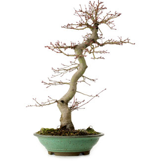 Acer palmatum, 61 cm, ± 20 años de edad