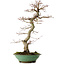 Acer palmatum, 61 cm, ± 20 years old, with a nebari of 8 cm