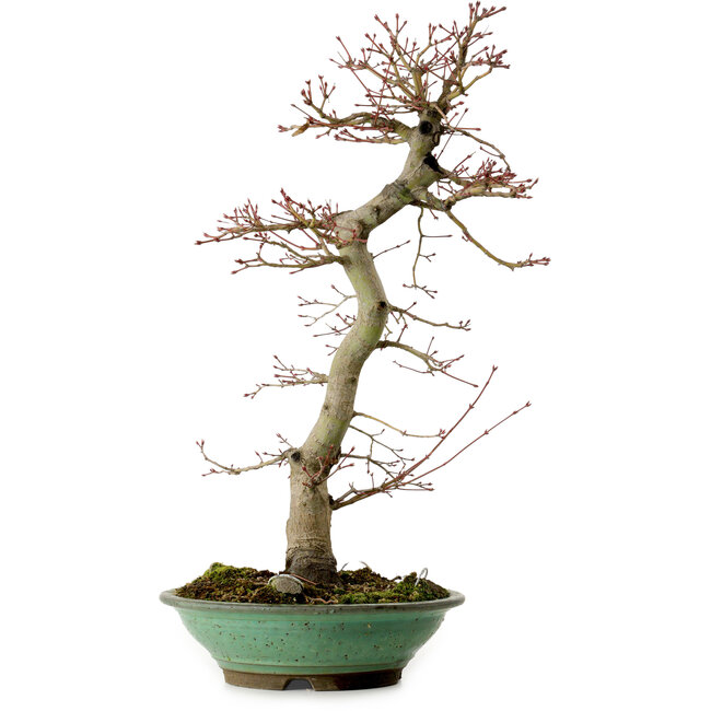 Acer palmatum, 61 cm, ± 20 años, con un nebari de 8 cm