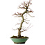 Acer palmatum, 61 cm, ± 20 ans, avec un nebari de 8 cm