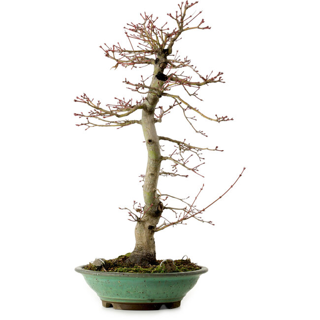 Acer palmatum, 61 cm, ± 20 years old, with a nebari of 8 cm
