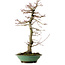 Acer palmatum, 61 cm, ± 20 años, con un nebari de 8 cm